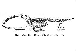 Image from Meyers Konversationslexikon 1888 - Skeleton of a whale