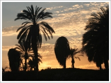 Infested palm trees on Luxor's west bank