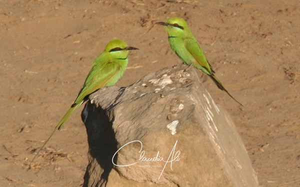 Little Green Bee-Eaters in front of the Luxor Temple, Luxor Eastbank