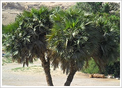 Hyphaene thebaica - Doum Palm or Gingerbread Tree