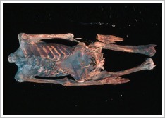 1,800-year-old mummy from Dakhla Oasis