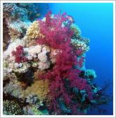 Ras Mohammed National Park - Coral reef
