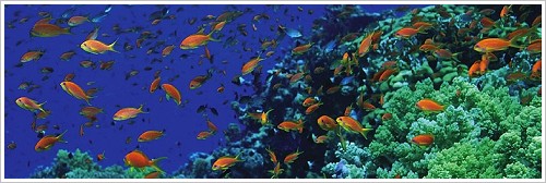Ras Mohammed National Park - Coral reef