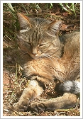 African wildcat or desert cat (Felis silvestris lybica)