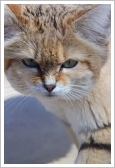 Sand cat or sand dune cat (Felis margarita)