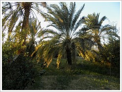 Meditation Centre at Dakhla Oasis - Palm garden
